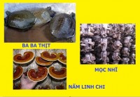 Cung cấp Mọc nhĩ, ba ba thịt, ba ba giống